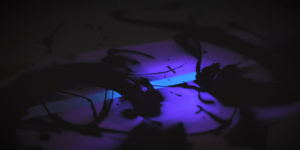 Fluorescent spot UV | UVKFLUE